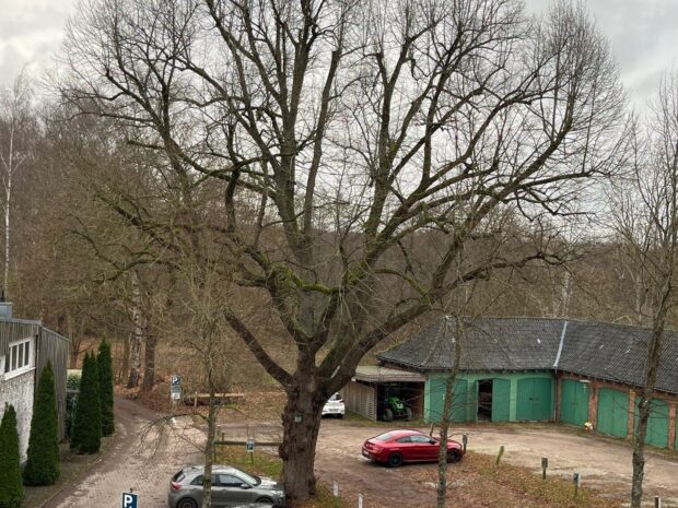 Linde auf Parkplatz 2 gepflegt und eingekürzt Linde auf Parkplatz 2 gepflegt und eingekürzt